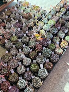 東京でたくさん多肉植物が並ぶお店-多肉植物専門店リュミエール_20260317-1