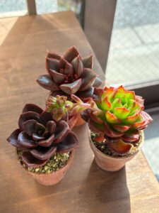 東京でたくさん多肉植物が並ぶお店-多肉植物専門店リュミエール_20260317-2