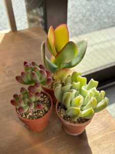 東京でたくさん多肉植物が並ぶお店-多肉植物専門店リュミエール_20260317-3