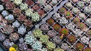 農家直送🌱エケベリア⭐️入荷しました⭐️