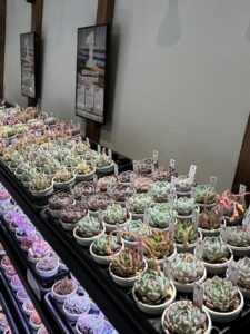 東京でたくさん多肉植物が並ぶお店-多肉植物専門店リュミエール_20260317-4