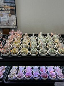 東京でたくさん多肉植物が並ぶお店-多肉植物専門店リュミエール_20260317-5