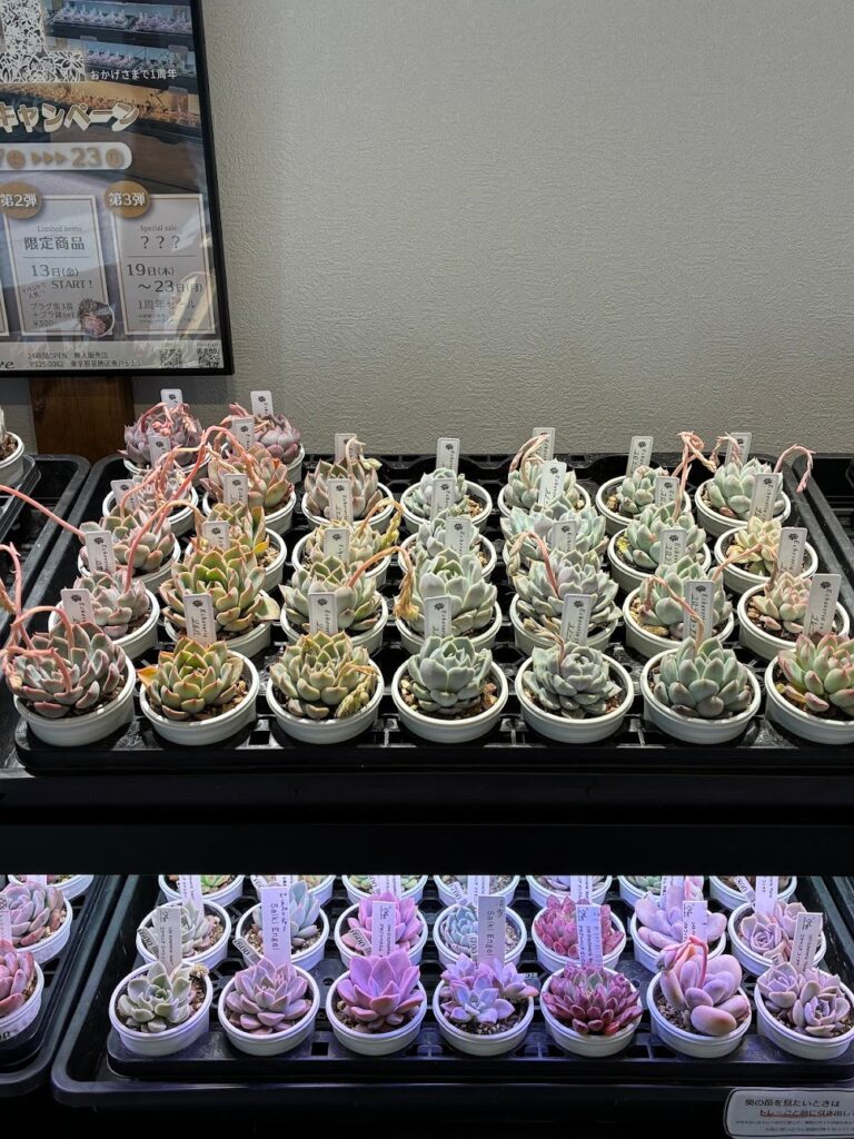 東京でたくさん多肉植物が並ぶお店-多肉植物専門店リュミエール_20260317-5