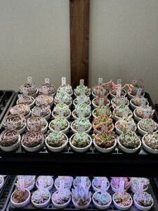東京でたくさん多肉植物が並ぶお店-多肉植物専門店リュミエール_20260317-6