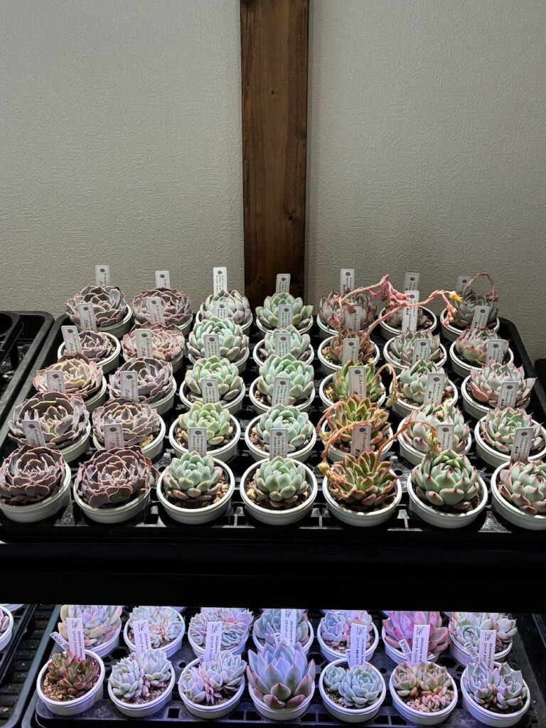東京でたくさん多肉植物が並ぶお店-多肉植物専門店リュミエール_20260317-6