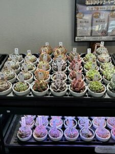 東京でたくさん多肉植物が並ぶお店-多肉植物専門店リュミエール_20260317-7