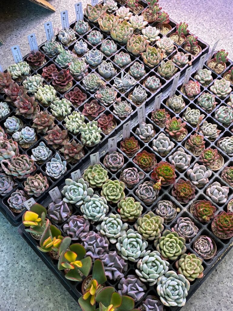 東京でたくさん多肉植物が並ぶお