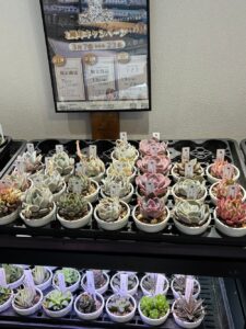 東京でたくさん多肉植物が並ぶお店-多肉植物専門店リュミエール_20260317-8