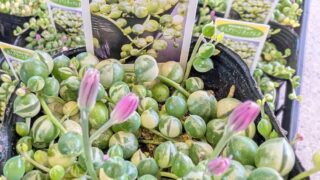 【人気！】斑入りグリーンネックレス🌱再入荷しています！