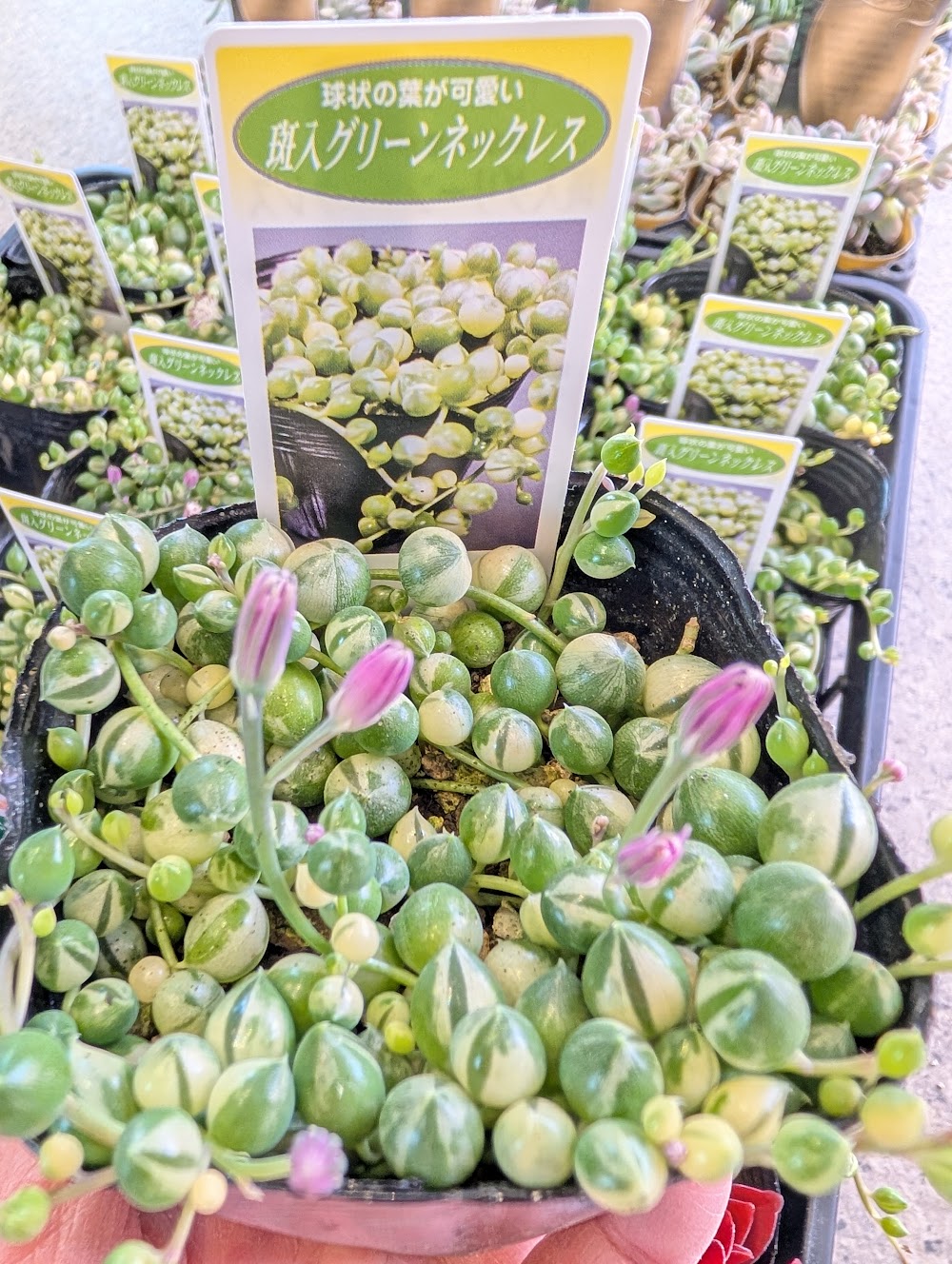 斑入りグリーンネックレス再入荷_| 多肉植物専門店リュミエール葛飾店_20260318