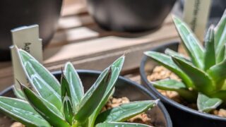 葛飾店 で今、一番視線を感じる子がこちらです👀❤️