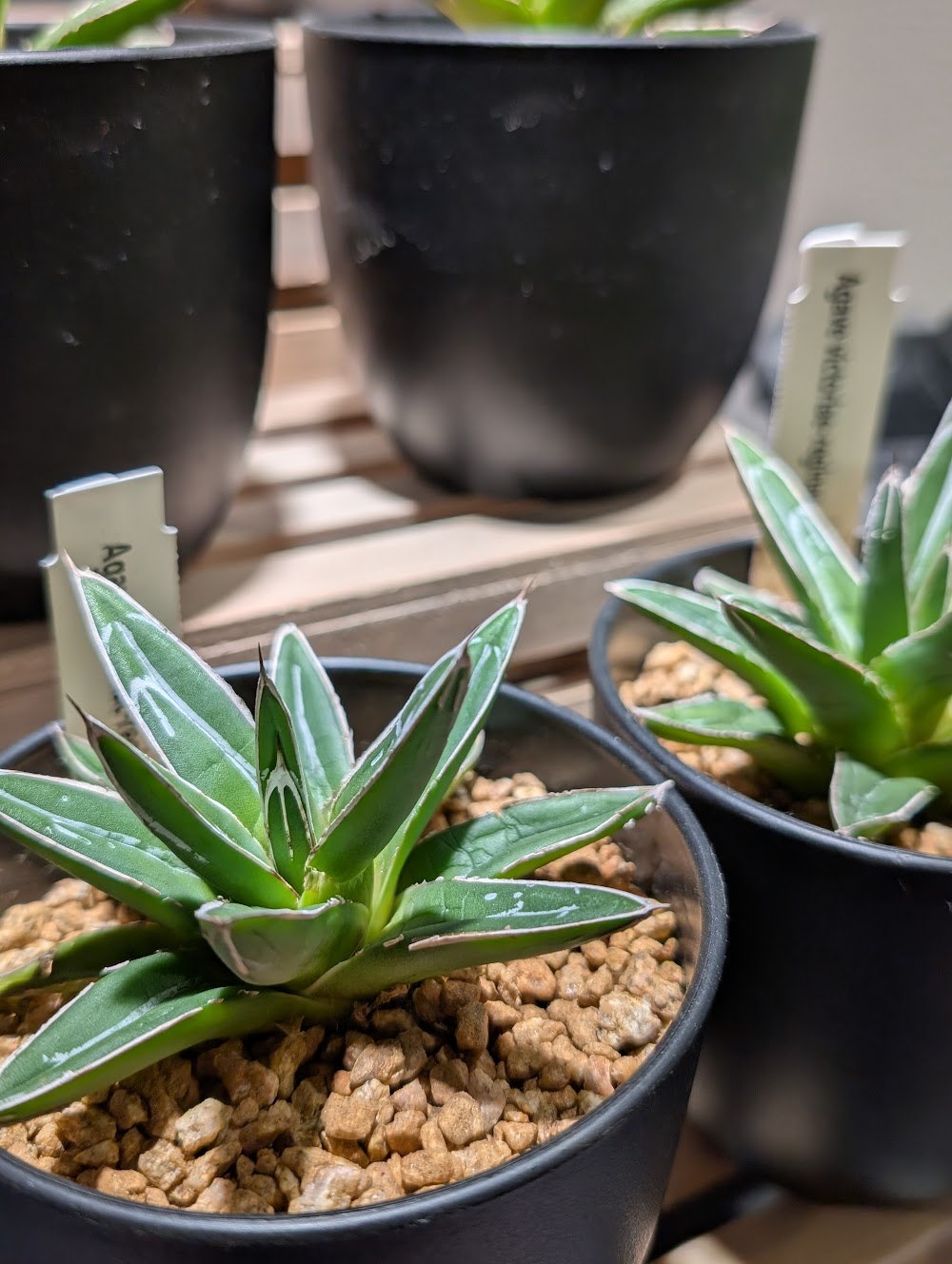 東京でたくさん多肉植物が並ぶお店 | 多肉植物専門店リュミエール_20260320