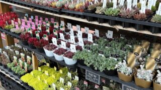 葛飾店の店頭はこんな感じ！📸