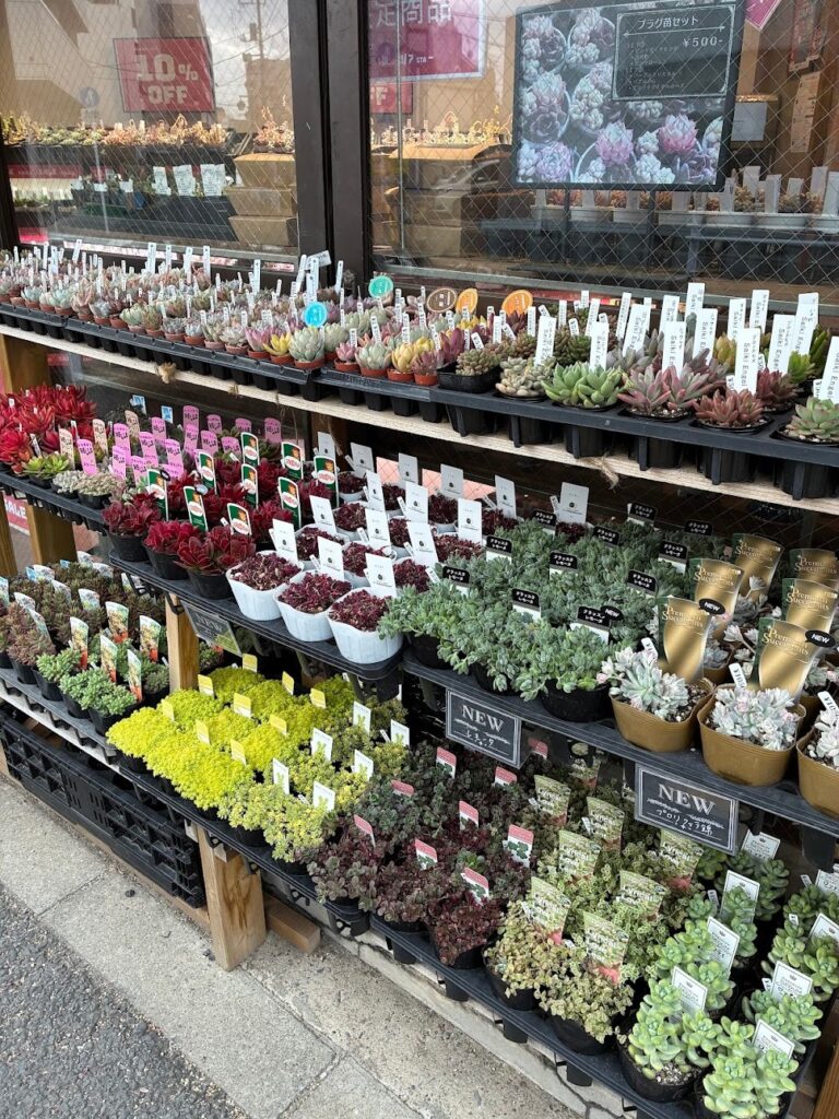 東京でたくさん多肉植物が並ぶお店-多肉植物専門店リュミエール_20260321