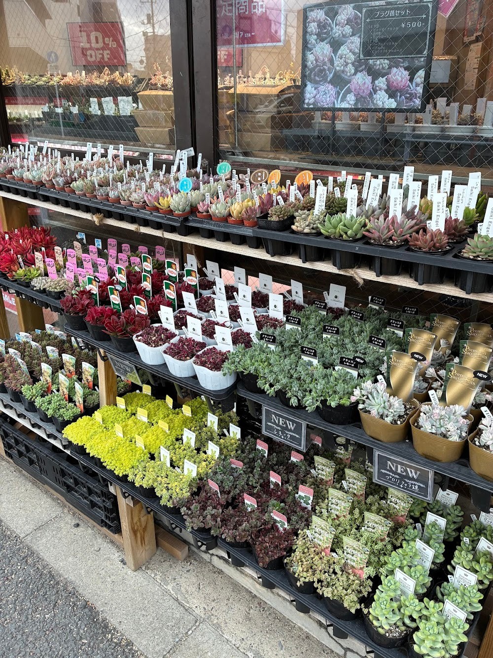 東京でたくさん多肉植物が並ぶお店 | 多肉植物専門店リュミエール_20260321
