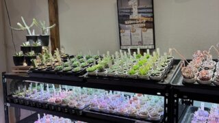 エケベリアがズラッっと並ぶ店内❤️