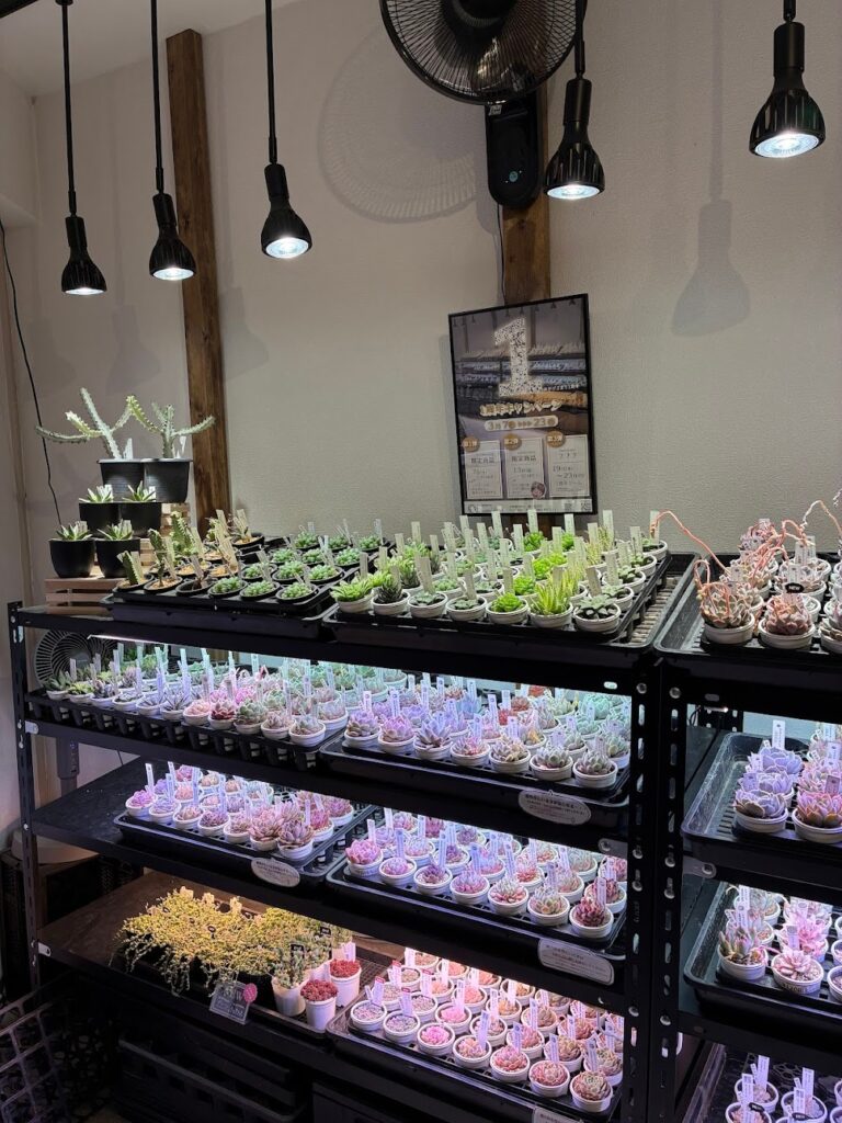 東京でたくさん多肉植物が並ぶお店-多肉植物専門店リュミエール_20260322
