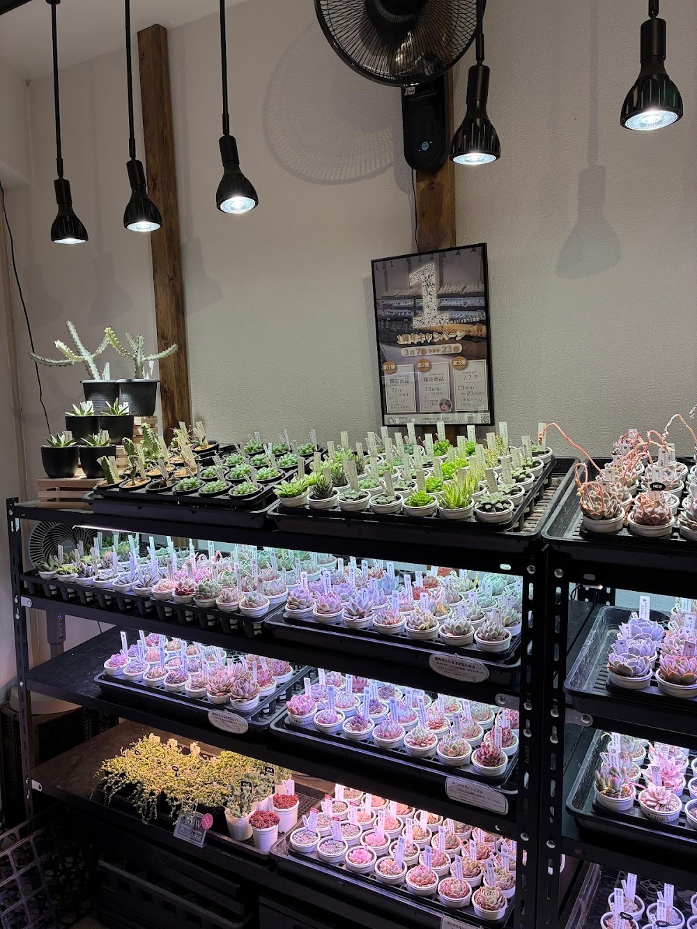 東京でたくさん多肉植物が並ぶお店 | 多肉植物専門店リュミエール_20260322