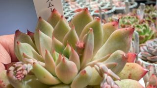 推し多肉はローズムーン🌙