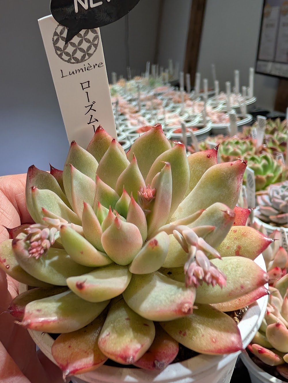東京でたくさん多肉植物が並ぶお店 | 多肉植物専門店リュミエール_20260324