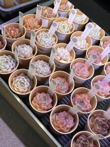 東京でたくさん多肉植物が並ぶお店-多肉植物専門店リュミエール_20260325-2