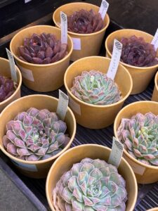 東京でたくさん多肉植物が並ぶお店-多肉植物専門店リュミエール_20260325