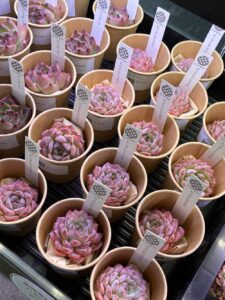 東京でたくさん多肉植物が並ぶお店-多肉植物専門店リュミエール_20260325-3