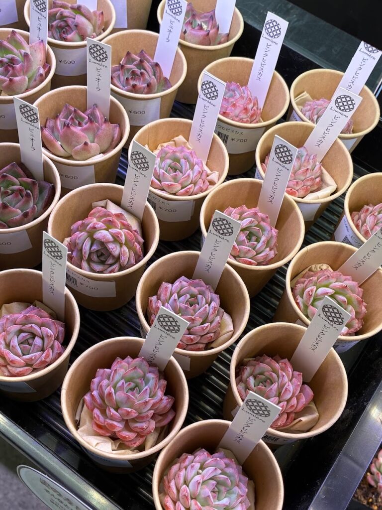 東京でたくさん多肉植物が並ぶお店-多肉植物専門店リュミエール_20260325-3