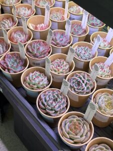 東京でたくさん多肉植物が並ぶお店-多肉植物専門店リュミエール_20260325-4