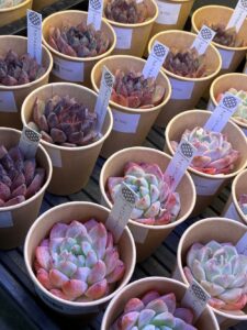 東京でたくさん多肉植物が並ぶお店-多肉植物専門店リュミエール_20260325-5
