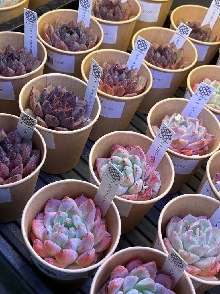 東京でたくさん多肉植物が並ぶお店-多肉植物専門店リュミエール_20260325-5