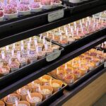 カット苗エケベリア大量入荷