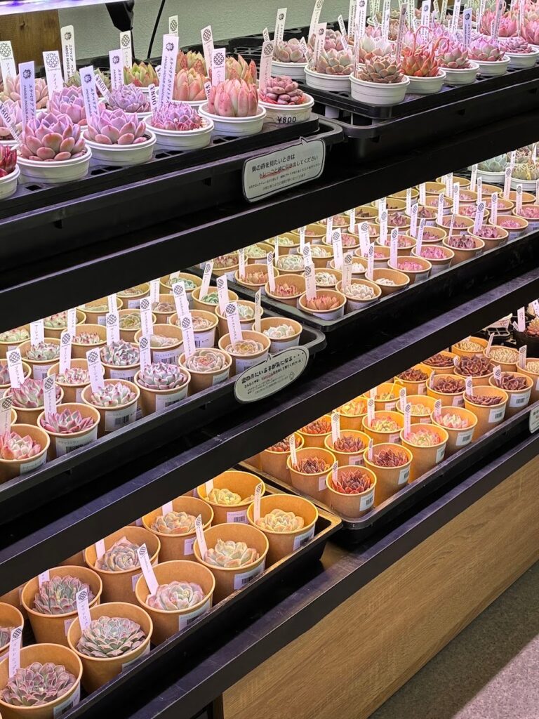 東京でたくさん多肉植物が並ぶお店-多肉植物専門店リュミエール_20260325-7
