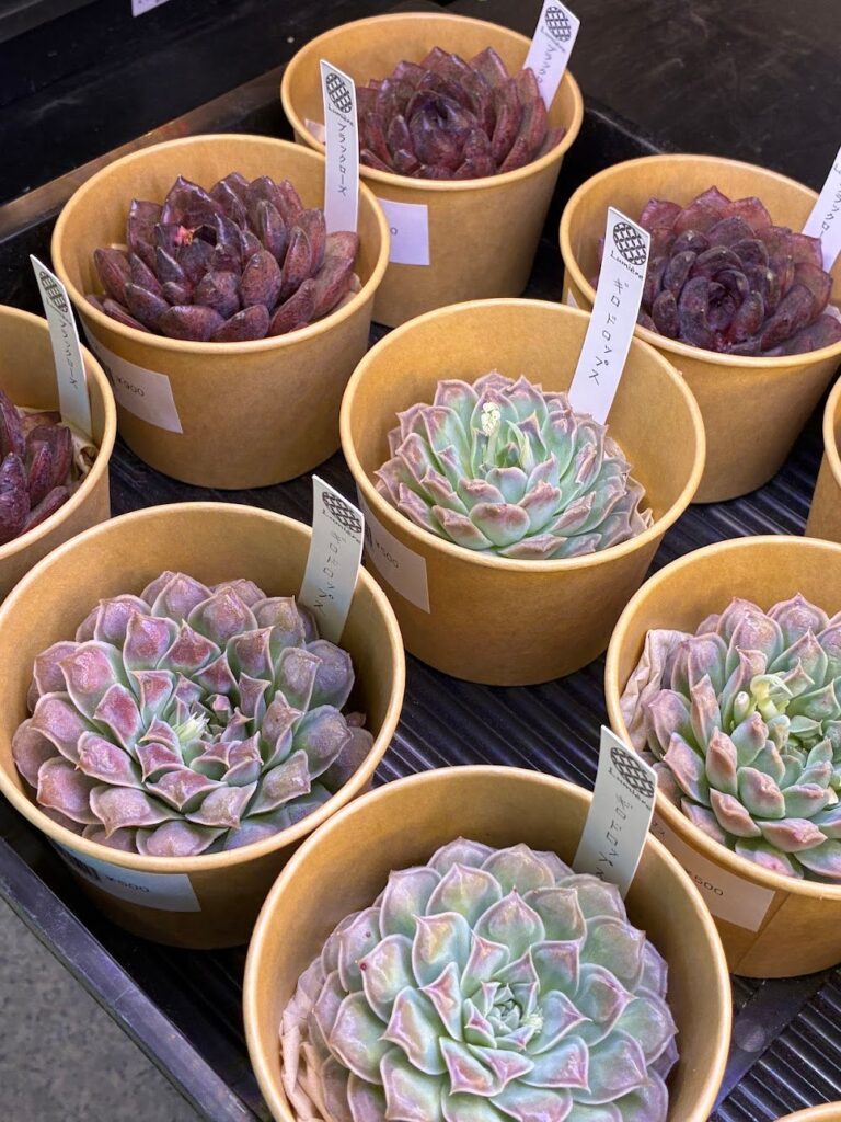 東京でたくさん多肉植物が並ぶお店-多肉植物専門店リュミエール_20260325