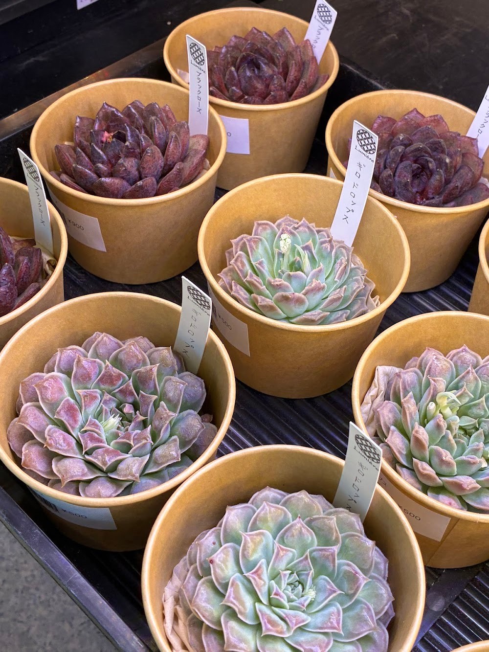 東京でたくさん多肉植物が並ぶお店 | 多肉植物専門店リュミエール_20260325