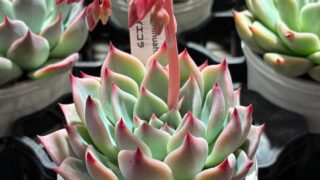 新入荷情報✨✨店頭に新商品並びました🌱