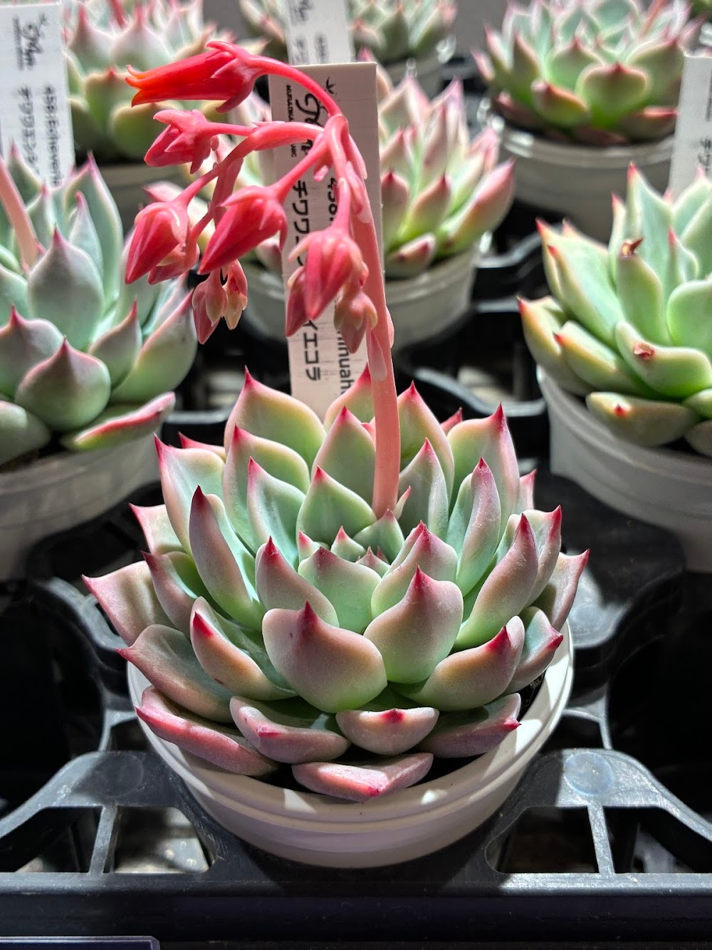 東京でたくさん多肉植物が並ぶお店 | 多肉植物専門店リュミエール_20260327
