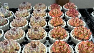 【中国苗】3月26日新入荷情報🌱ダーク系アメジスト&赤爪系ガルシア