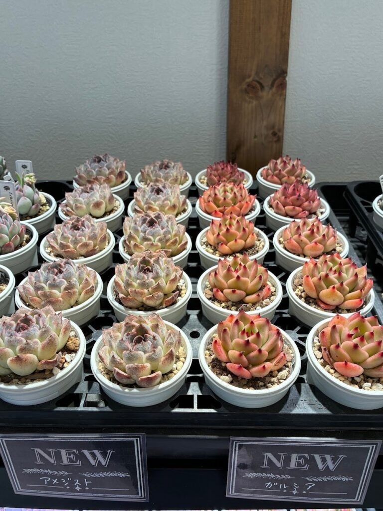 東京でたくさん多肉植物が並ぶお店-多肉植物専門店リュミエール_20260328