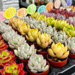 東京でたくさん多肉植物が並ぶお店 | 多肉植物専門店リュミエール_20260329