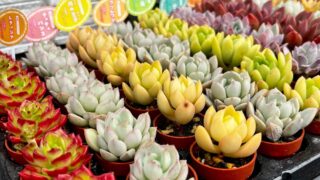 江東区の多肉植物専門店🌱プレオープン中✨✨つぶつぶも!アガベも!ハオルチアも!