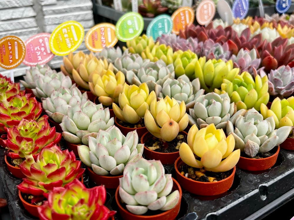 東京でたくさん多肉植物が並ぶお店 | 多肉植物専門店リュミエール_20260329