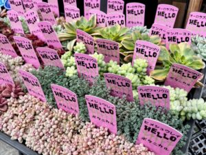 東京でたくさん多肉植物が並ぶお店-多肉植物専門店リュミエール_20260329-7