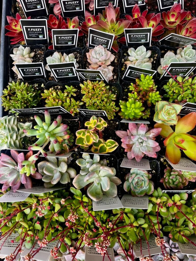 東京でたくさん多肉植物が並ぶお店-多肉植物専門店リュミエール_20260329-8