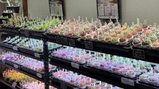 エケベリアがたくさん🥰多肉植物専門店ならではの葛飾店のいつも風景✨️✨️