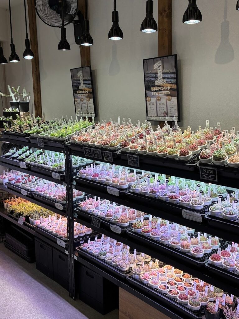 東京でたくさん多肉植物が並ぶお店-多肉植物専門店リュミエール_20260329-9
