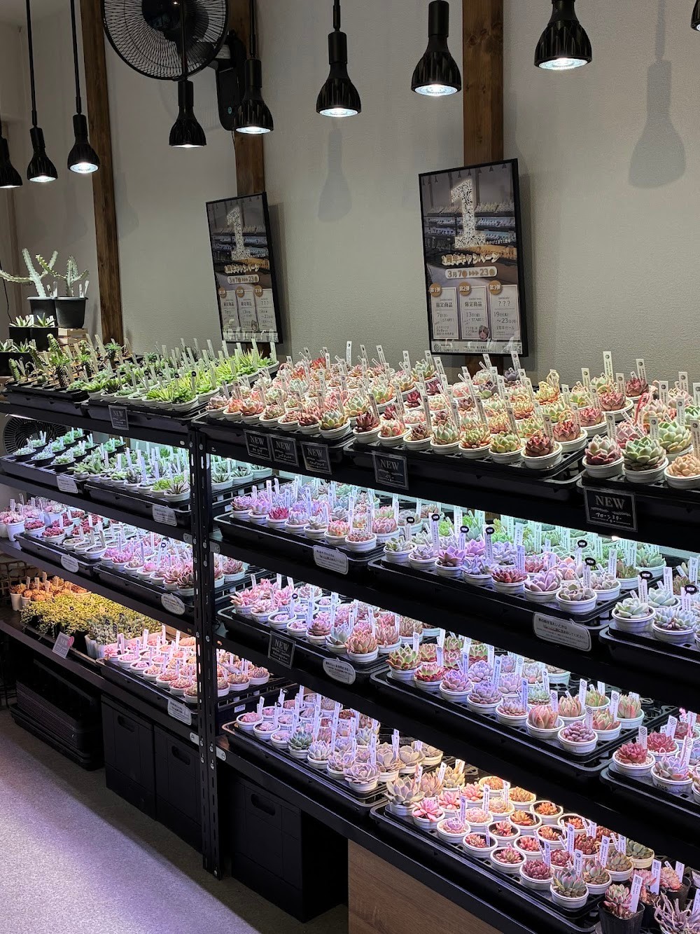 東京でたくさん多肉植物が並ぶお店 | 多肉植物専門店リュミエール_20260329