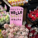 東京でたくさん多肉植物が並ぶお店 | 多肉植物専門店リュミエール_20260330