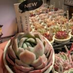 アローンスター| 多肉植物専門店リュミエール葛飾店_20260330