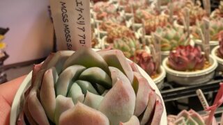 アローンスター🥰多肉植物専門店スタッフの推し!ピンク色とコロンとした形が可愛い多肉🩷